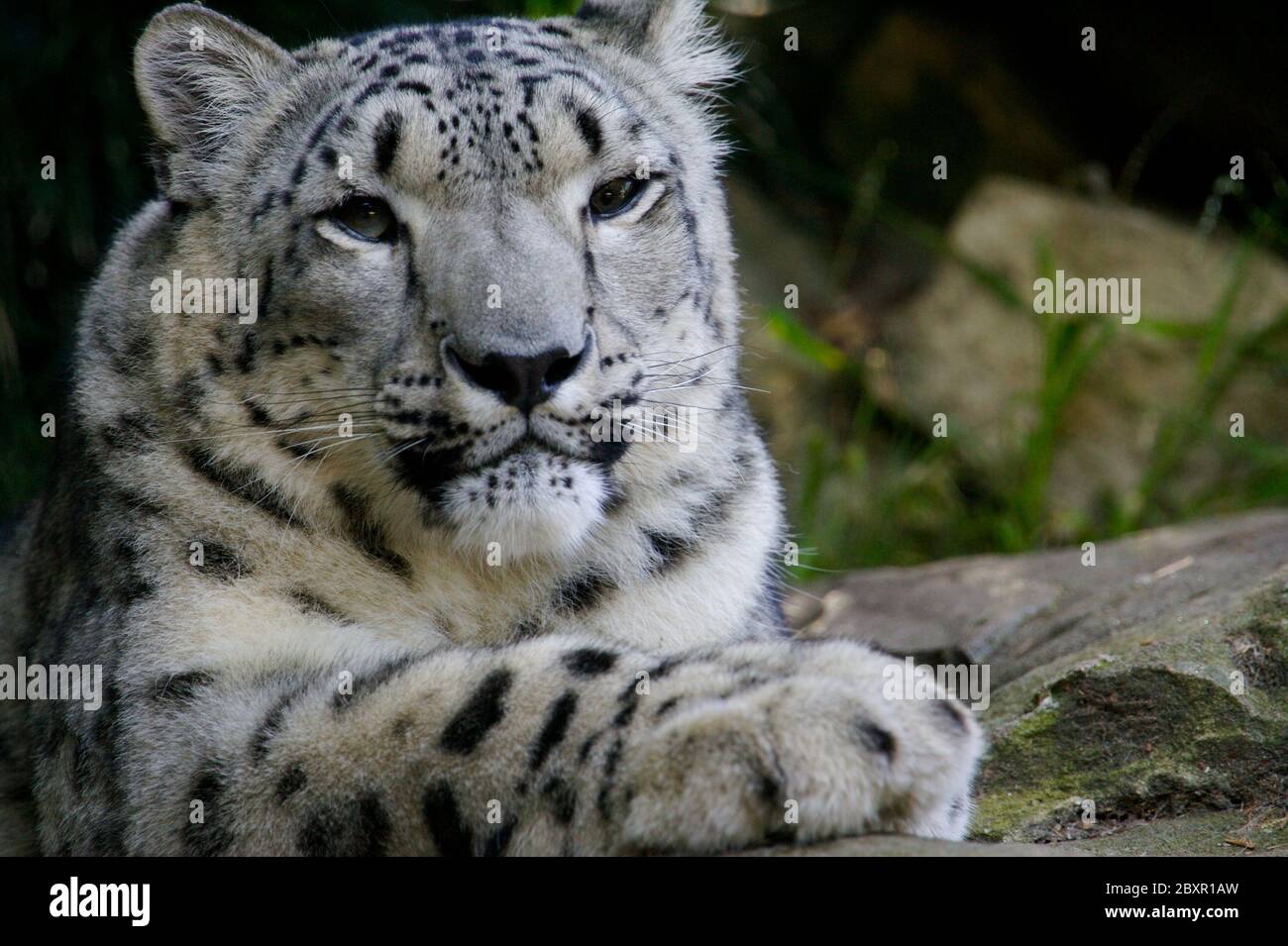 Snow Leopard Stock Photo