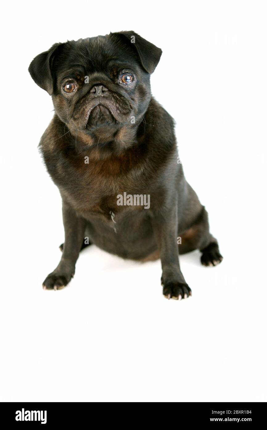 A black pug isolated against a white background Stock Photo