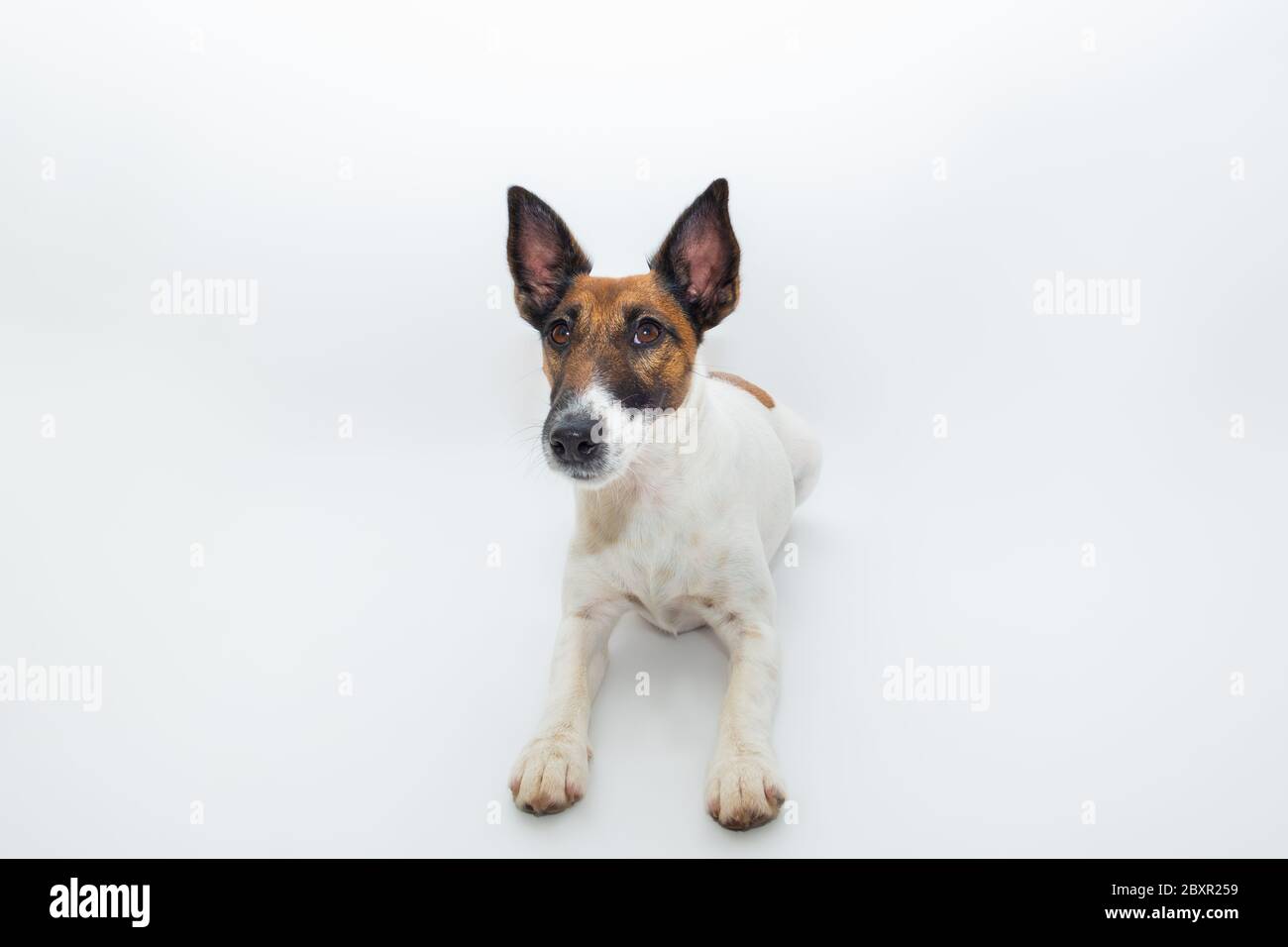 Cute best sale fox terrier