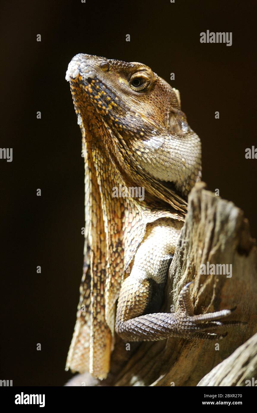 Frilled Neck Lizard Stock Photo