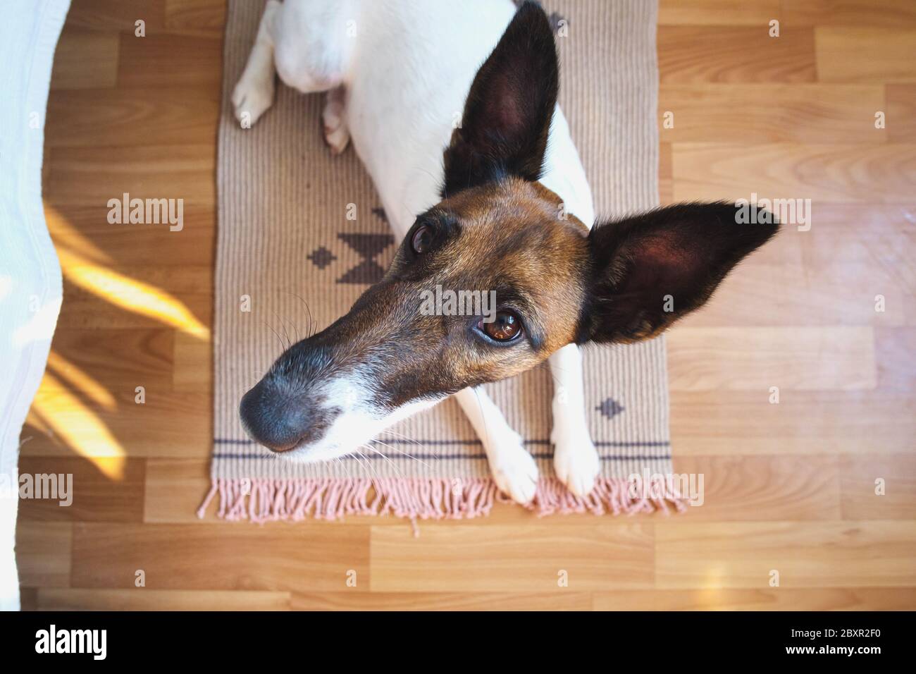 Wide angle shot of a young dog on a rug in the room. Close-up portrait of a funny fox terrier puppy next to a bed Stock Photo