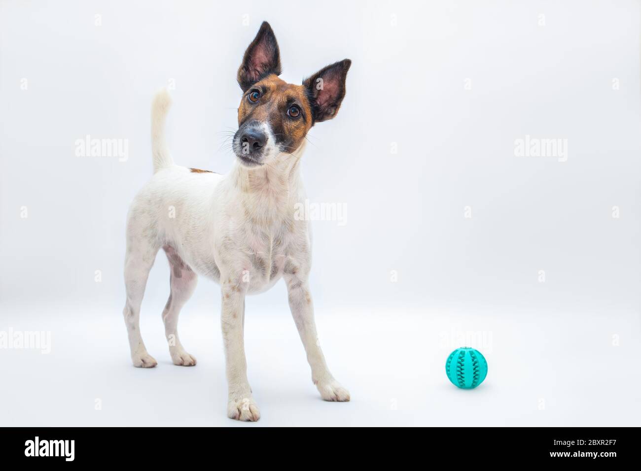 Funny smooth fox terrier with tilted head next to a toy ball, studio backdrop. Playing with pets, active playful dog concept, isolated white backgroun Stock Photo
