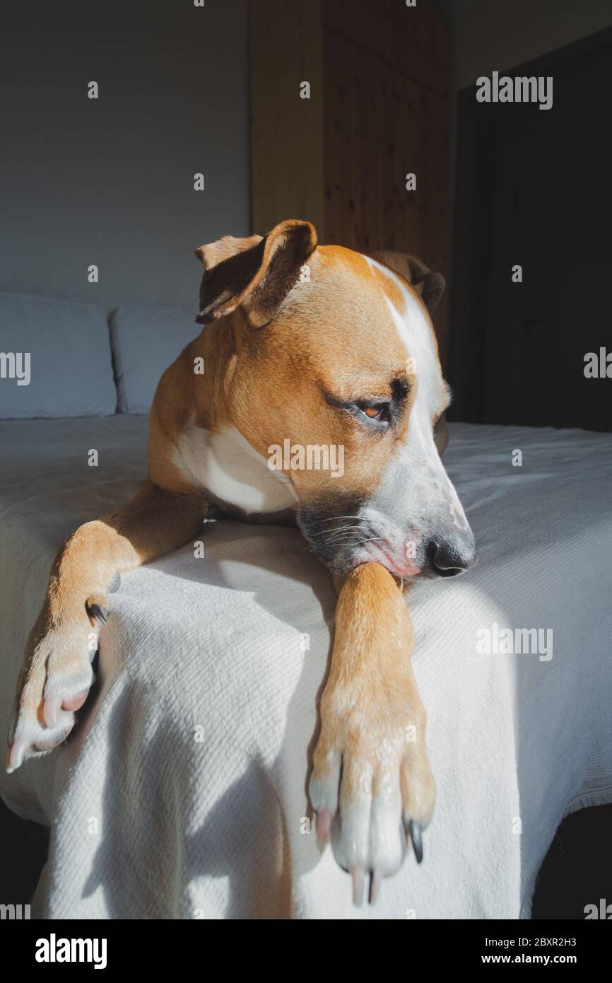 Sad dog with cute sentimental eyes on a bed. Staying alone at home, dog