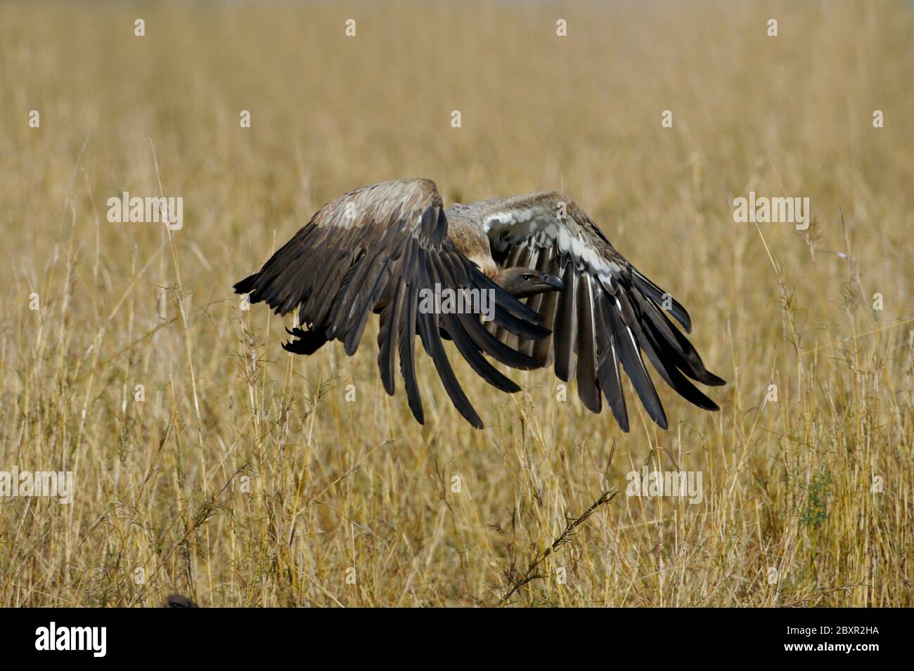 African Vultures Stock Photo