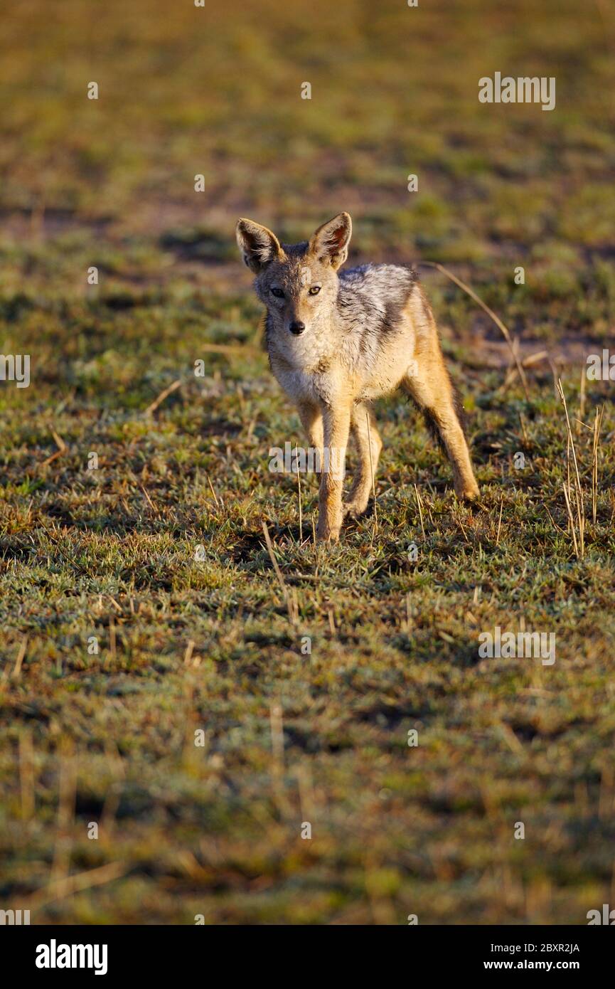 African Jackal Stock Photo Biology Diagrams