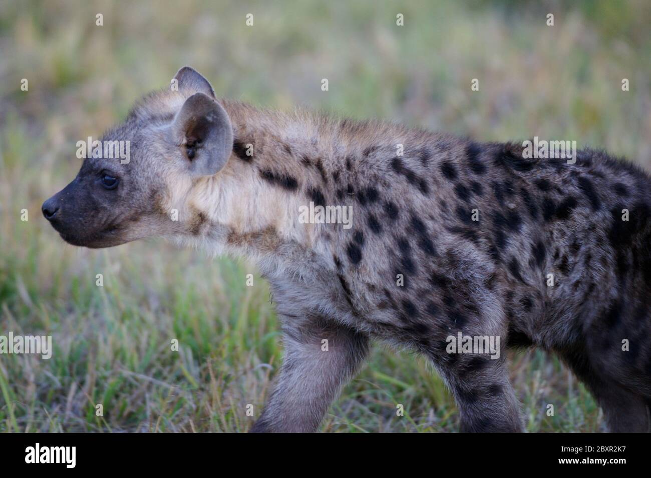 African Hyena Stock Photo Biology Diagrams
