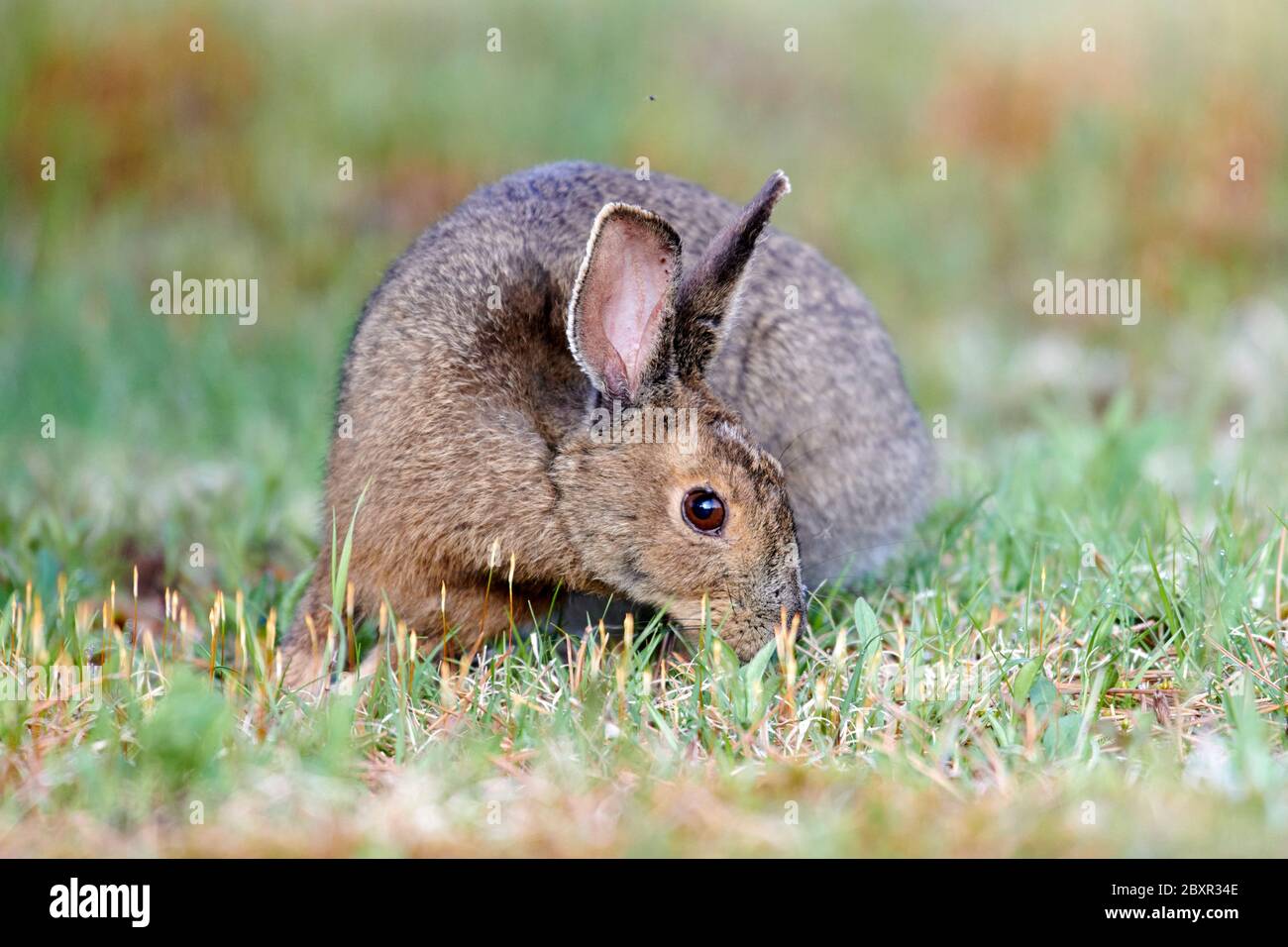 Snowshoe hare (lepus americanus) feeding on grasses, Cherry Hill, Nova Scotia, Canada Stock