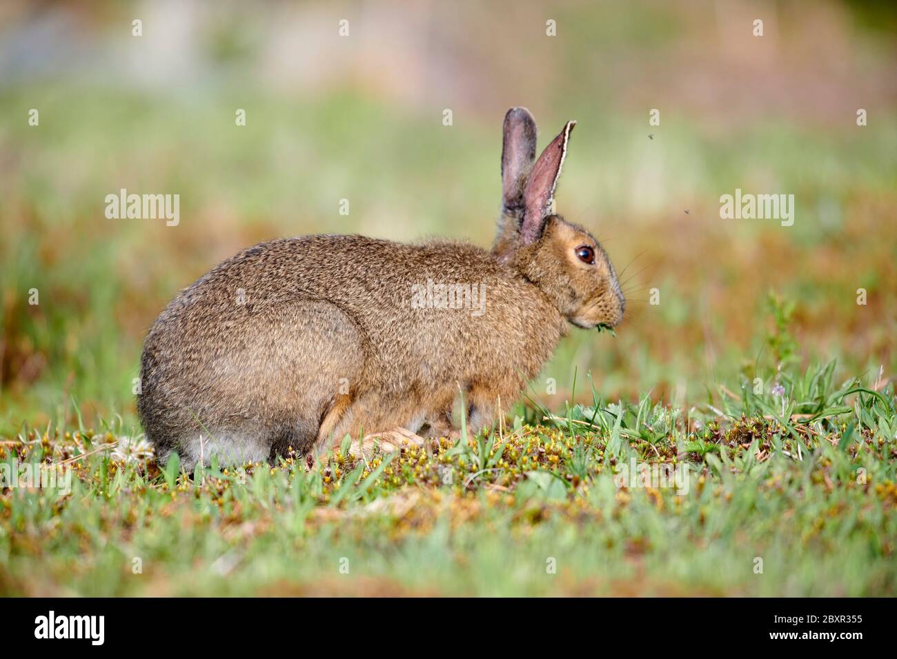 Snowshoe hare (lepus americanus) feeding on grasses, Cherry Hill, Nova Scotia, Canada, Stock Photo