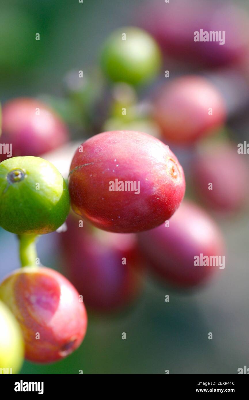 Coffee bean plant Stock Photo Alamy