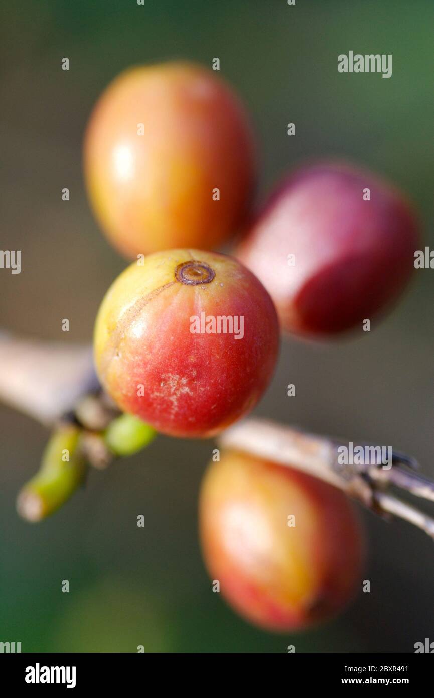 Coffee bean plant Stock Photo Alamy