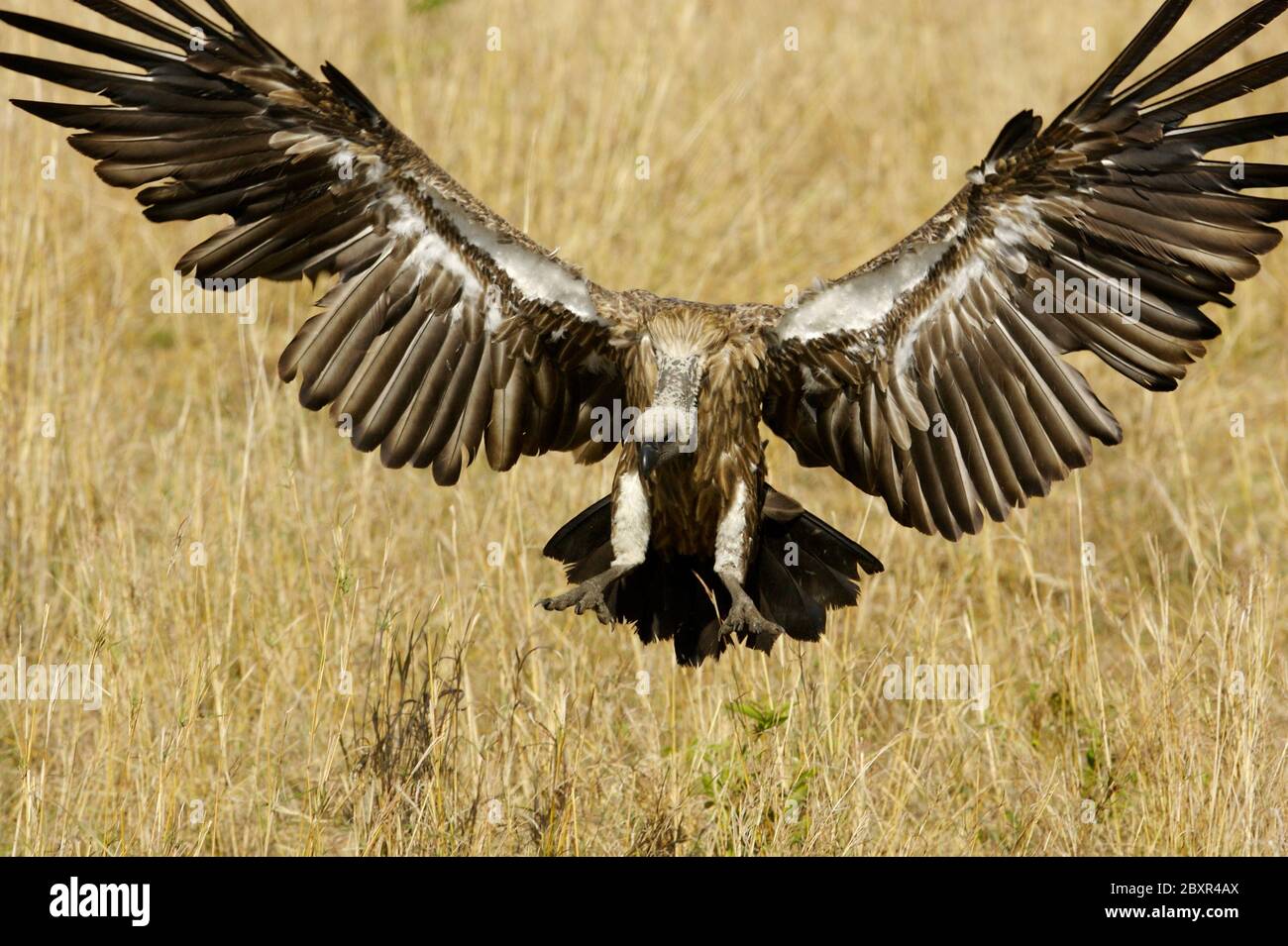 African Vultures Stock Photo