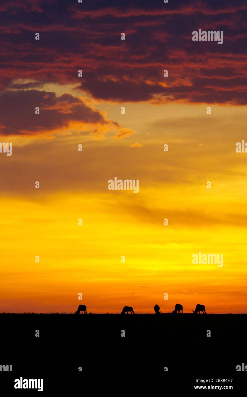 African veld hi-res stock photography and images - Alamy