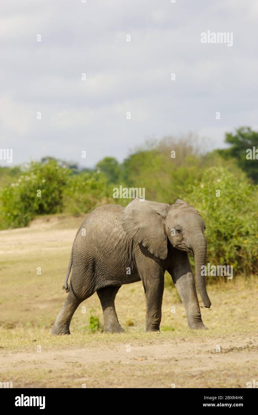 African bush el hi-res stock photography and images - Alamy
