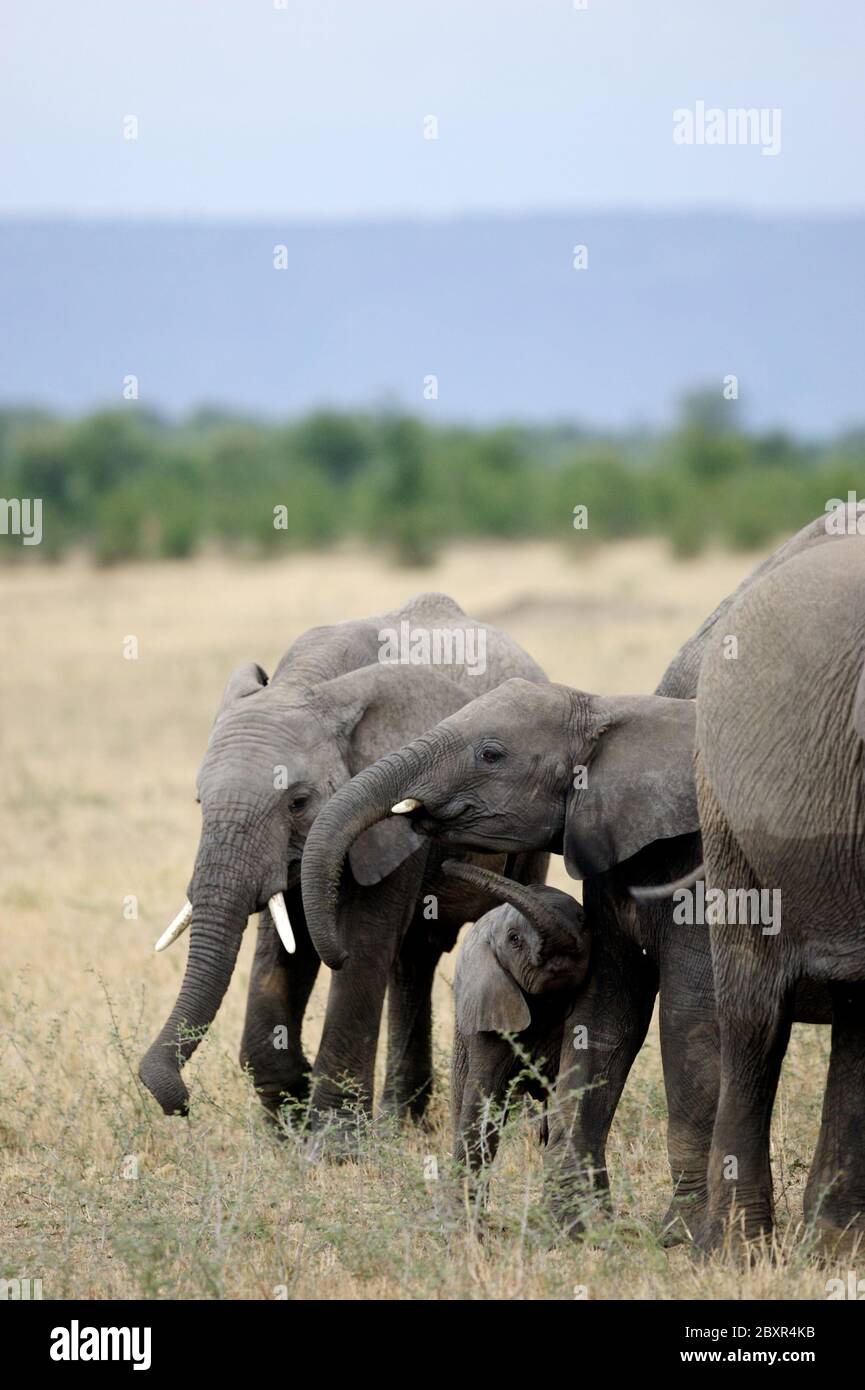 African elephant f hi-res stock photography and images - Alamy