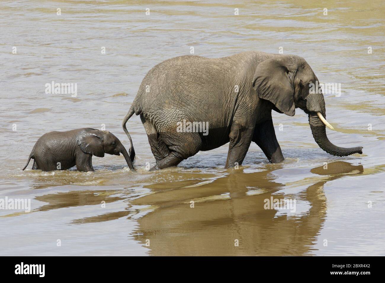 African elephant f hi-res stock photography and images - Alamy