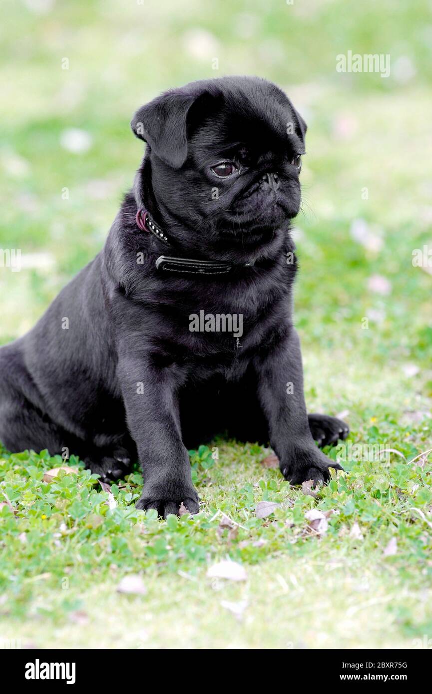 A black pug puppy Stock Photo - Alamy, image size:865x1390