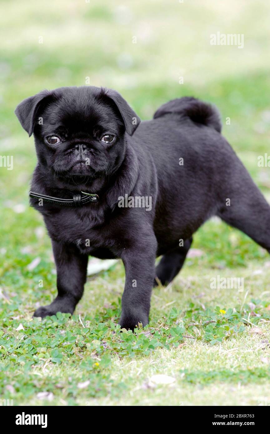 Black pug cub hi-res stock photography and images - Alamy