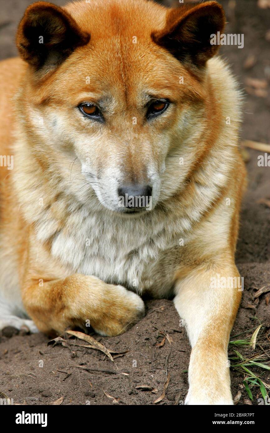 Australian Dingo Stock Photo