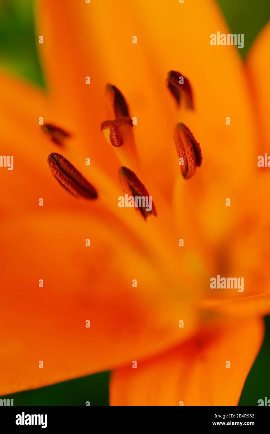 Orange Lilium Stock Photo
