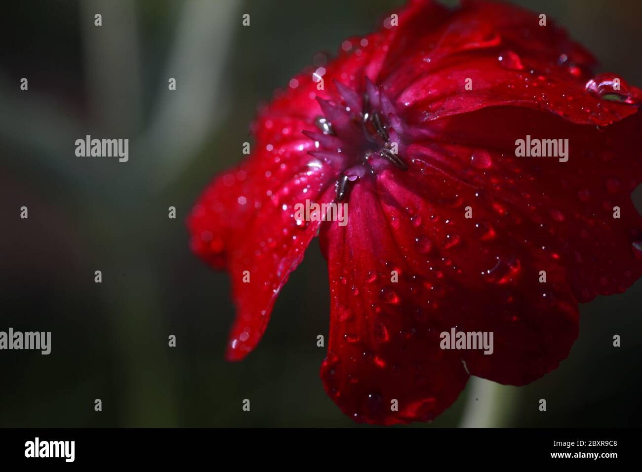 Close-up of a beautiful red flower with water drops on its petals, macro flower and blurred background. Stock Photo