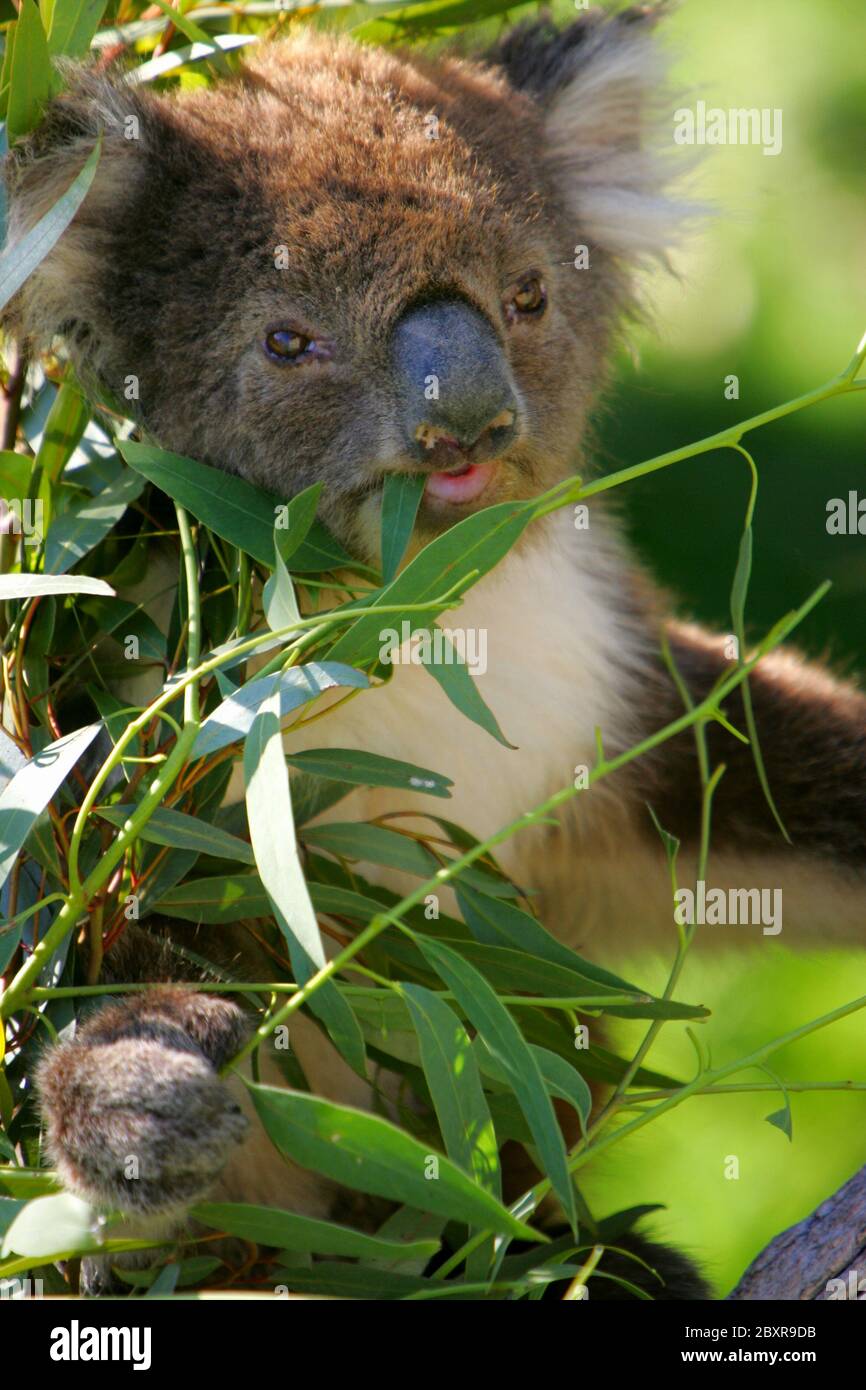 Australian bear hi-res stock photography and images - Alamy