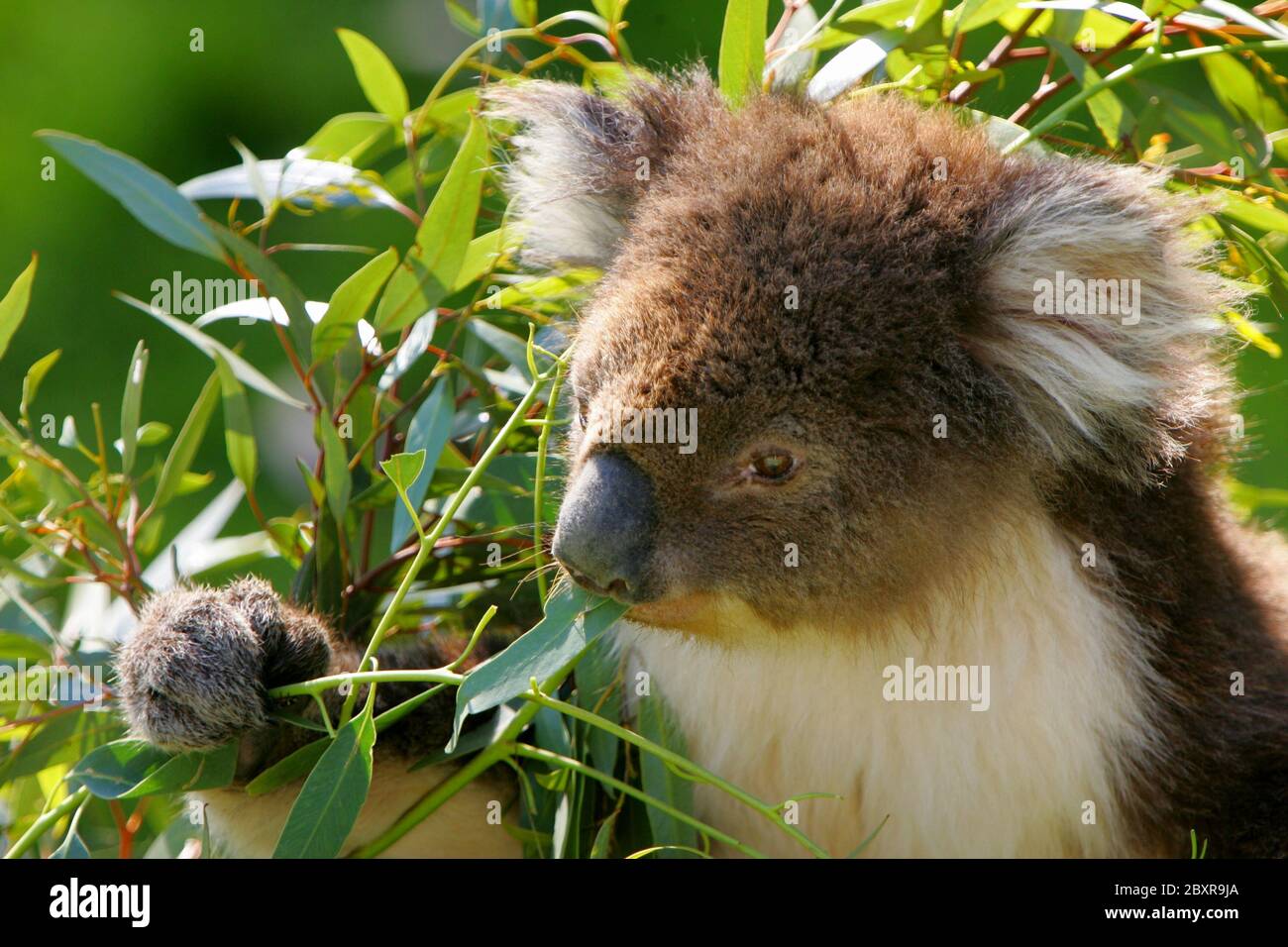 Australian koala hi-res stock photography and images - Alamy