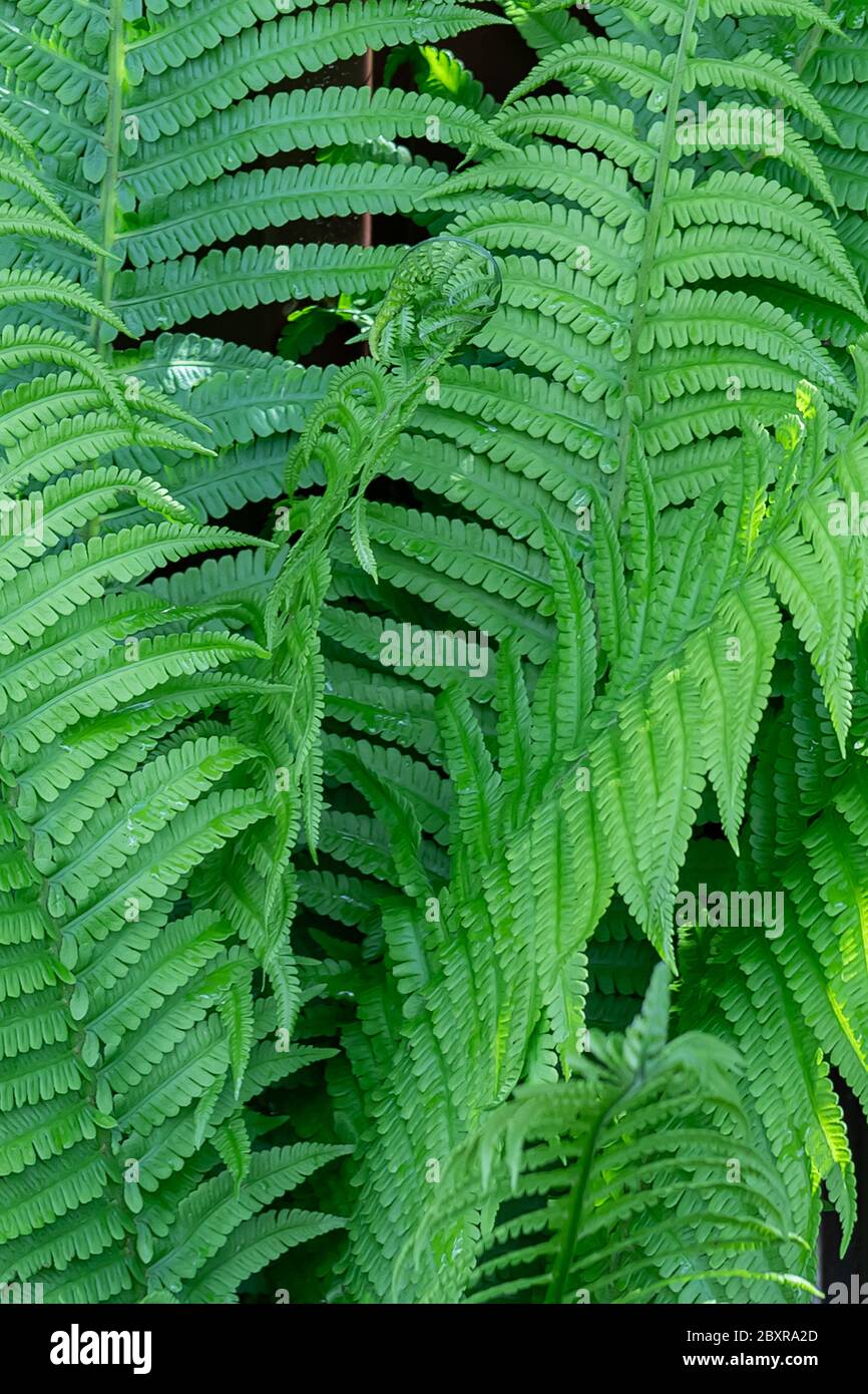 Green fern fresh leaves pattern hi-res stock photography and images - Alamy