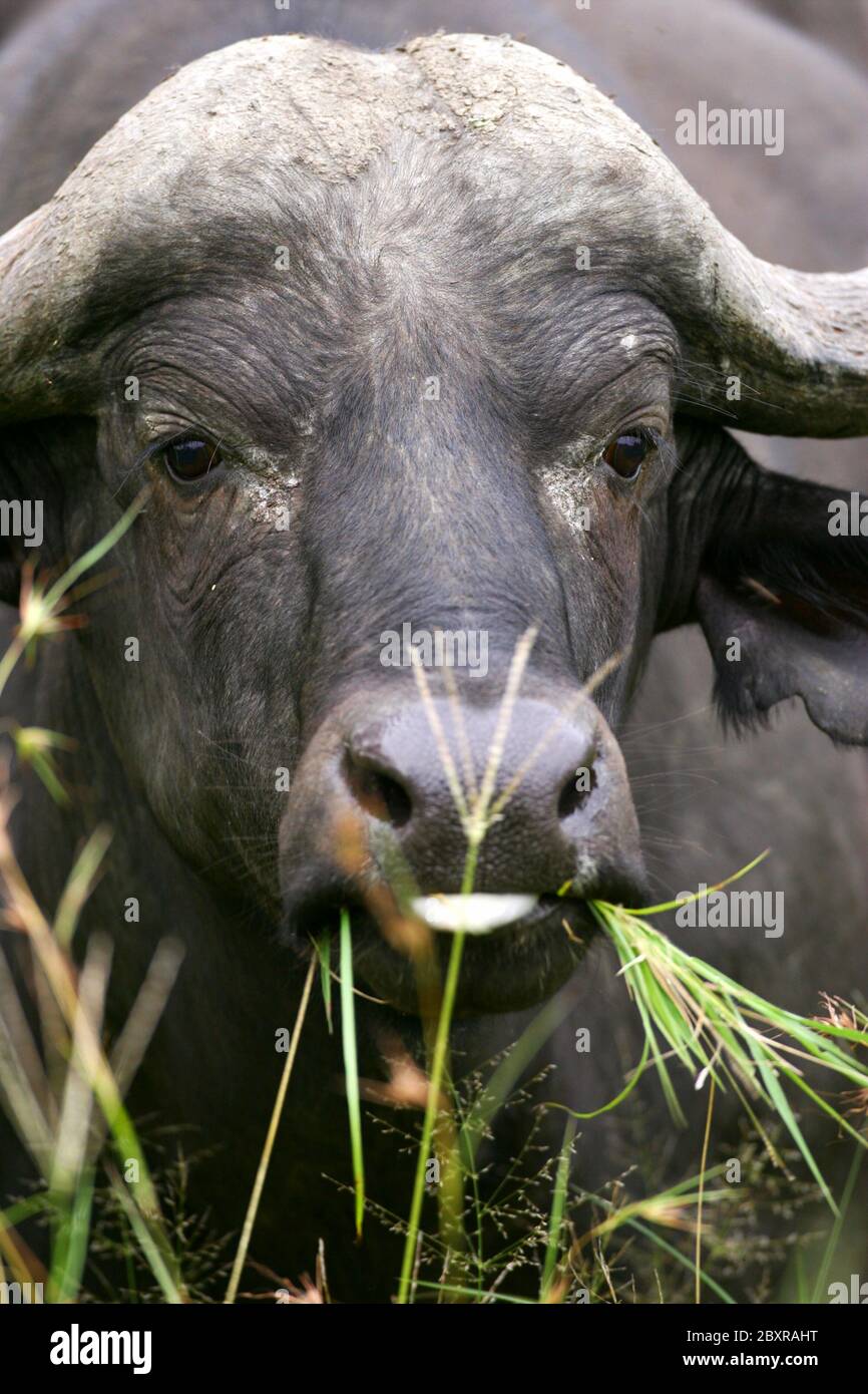 Thick african buffalo horns hi-res stock photography and images - Alamy