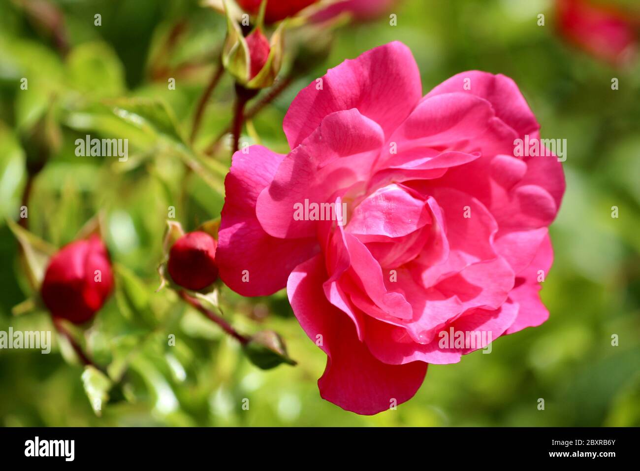 An english rose in full bloom Stock Photo - Alamy