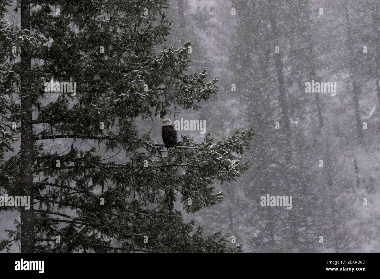 Winter's pale hue seen in horizontal view of bald eagle and pine forest in snow fall at Lake Coeur d'Alene in Idaho. Stock Photo