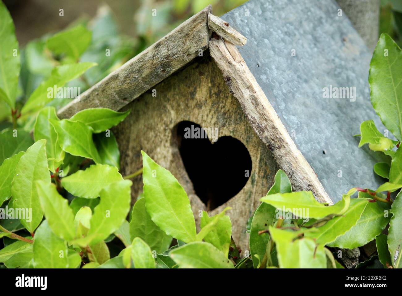 Birdbox with heart shaped opening in a UK garden. Stock Photo