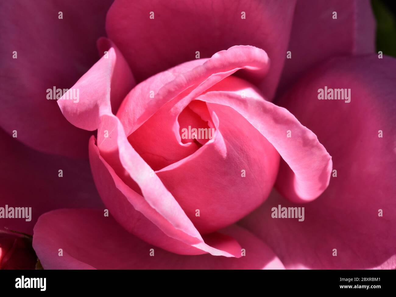 pink rosebud Stock Photo