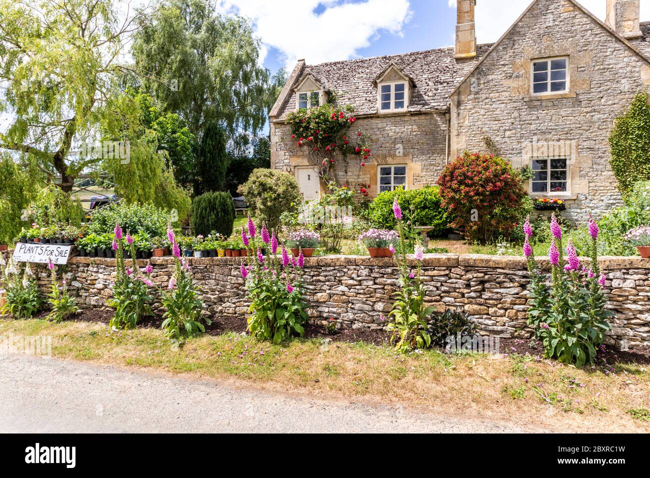 Foxgloves growing outside a stone cottage in the Cotswold hamlet of Taddington, Gloucestershire UK - Plants for sale. Stock Photo