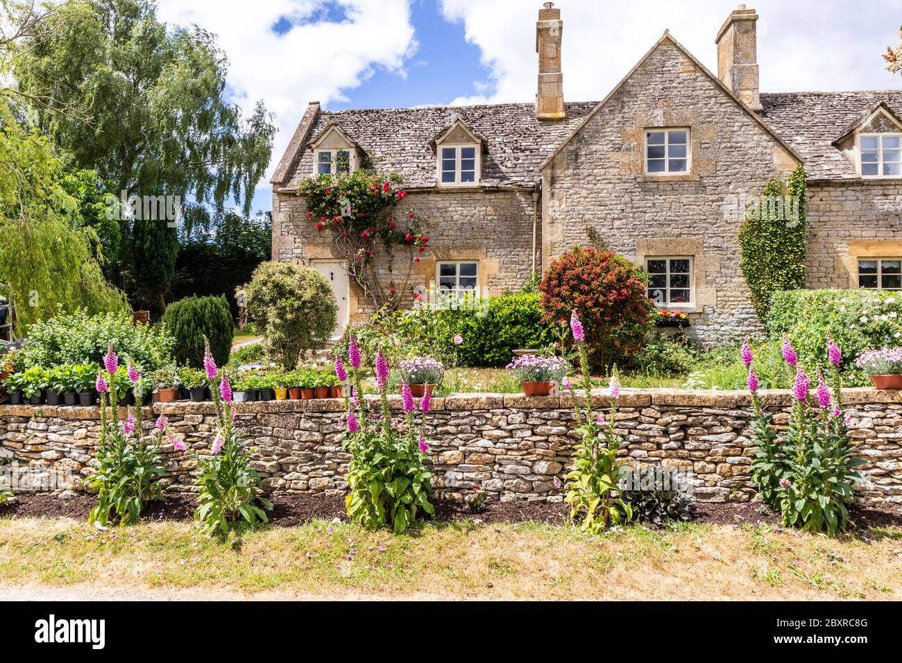 Foxgloves growing outside a stone cottage in the Cotswold hamlet of Taddington, Gloucestershire UK Stock Photo