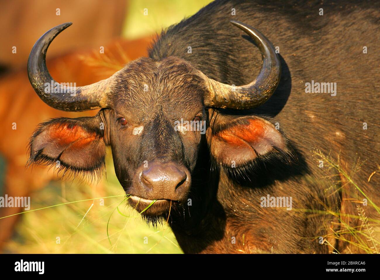 Thick african buffalo horns hi-res stock photography and images - Alamy
