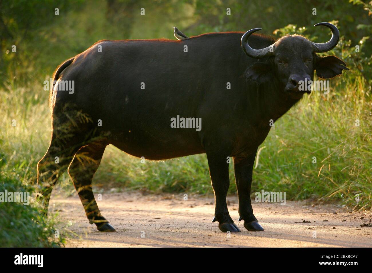 Thick african buffalo horns hi-res stock photography and images - Alamy
