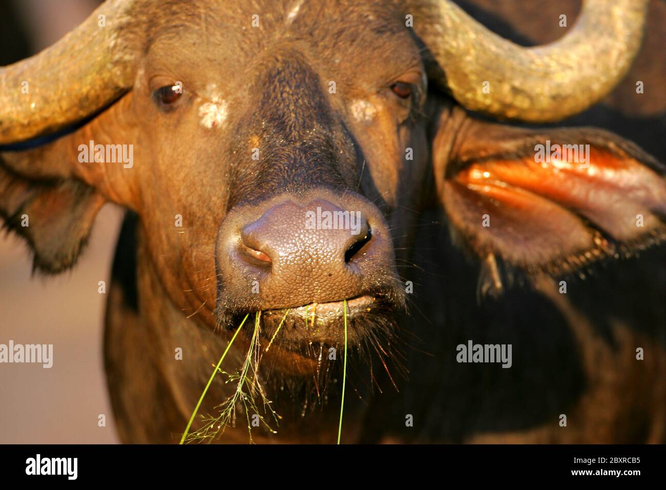 Thick african buffalo horns hi-res stock photography and images - Alamy