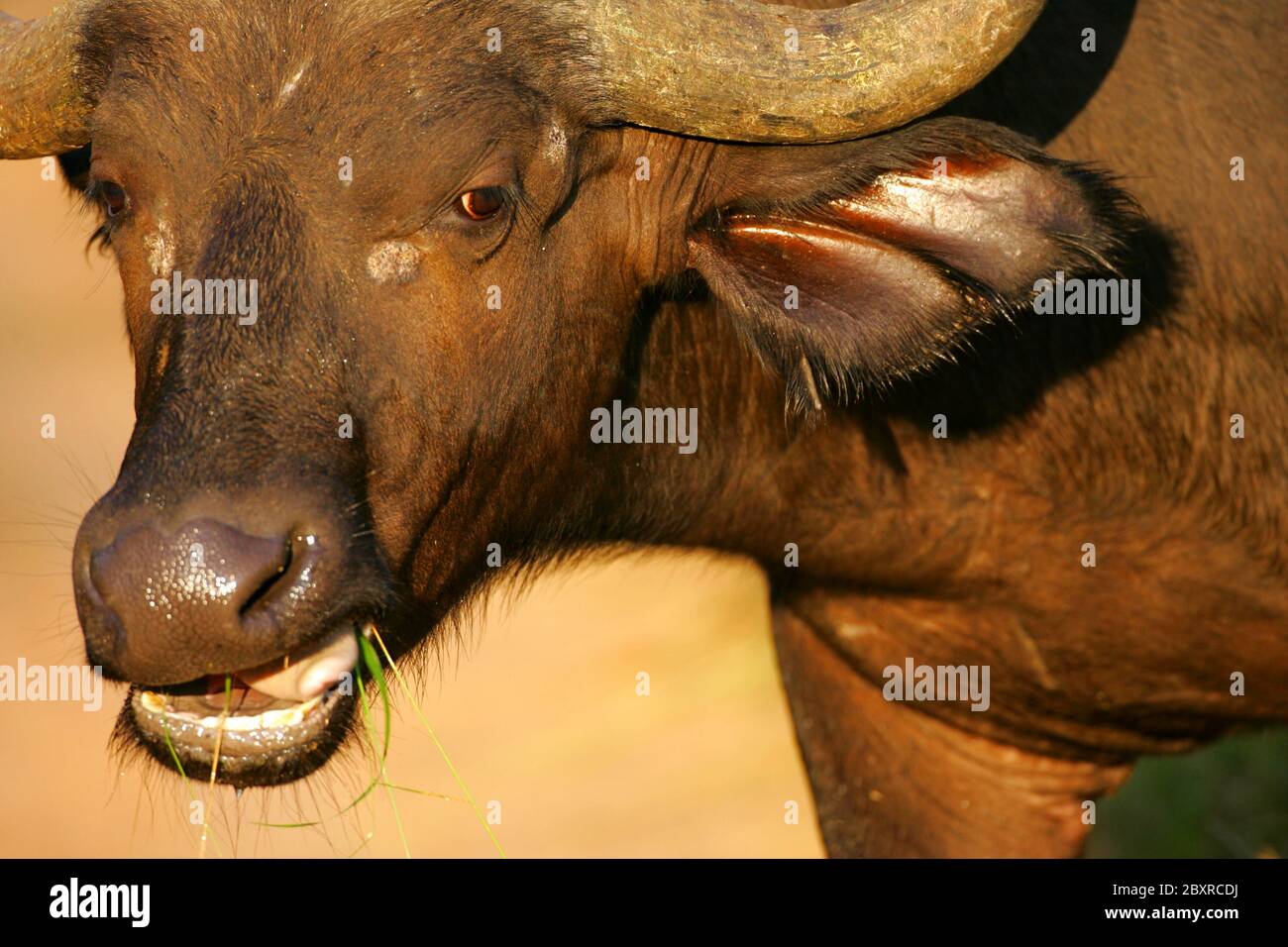 Thick african buffalo horns hi-res stock photography and images - Alamy