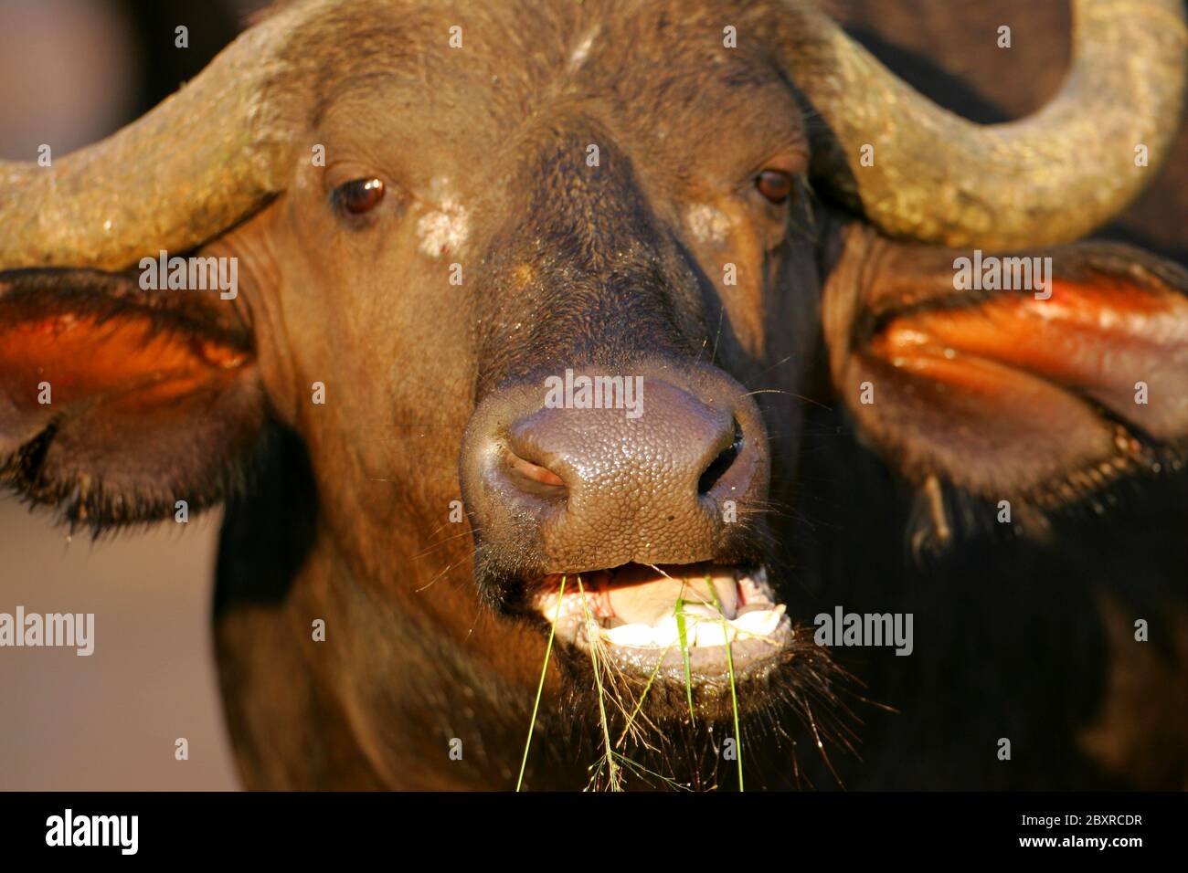 Thick african buffalo horns hi-res stock photography and images - Alamy