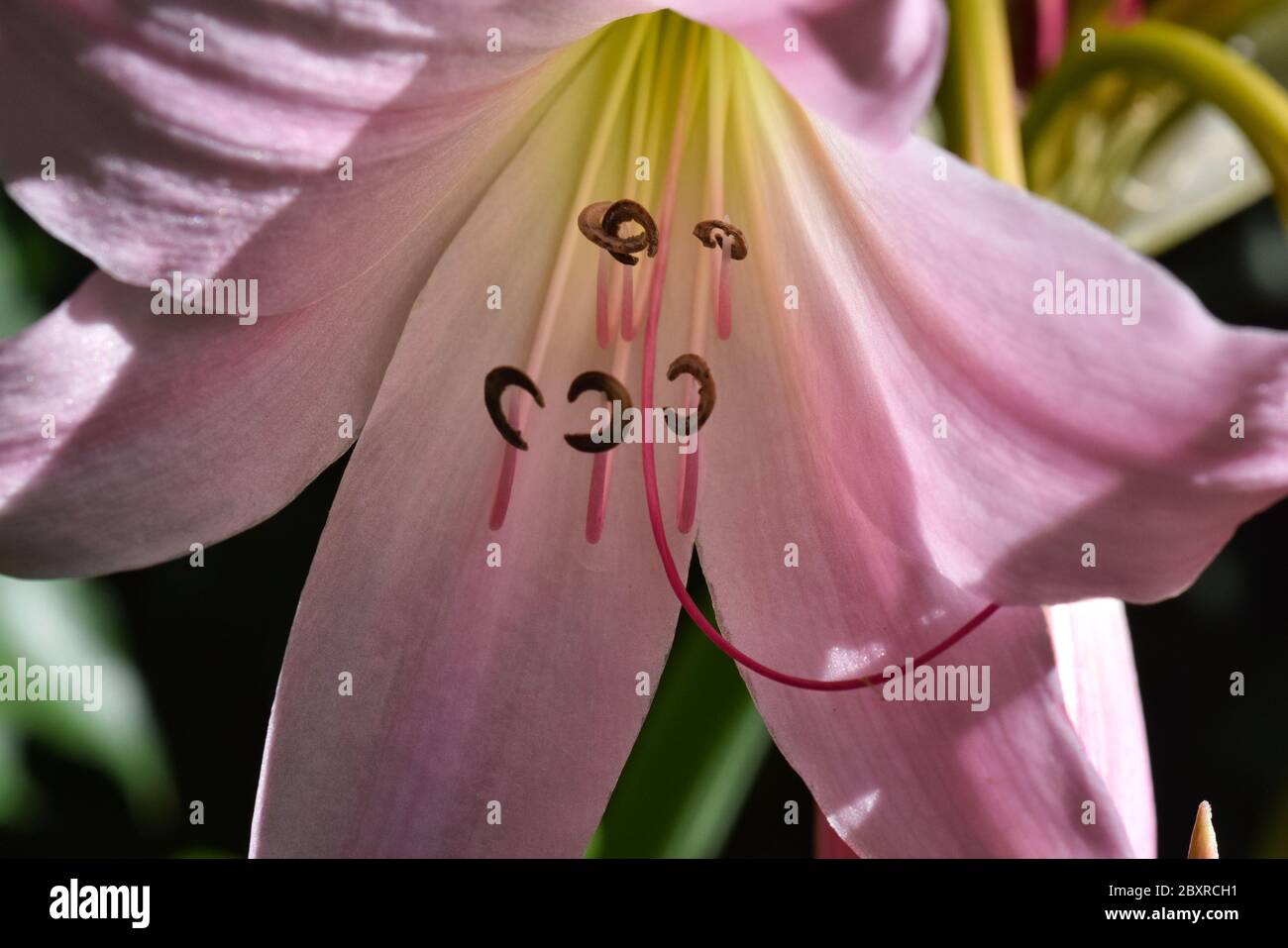 swamp lily, Crinum x powellii pink, Crinumx powellii Rosum swamp lily Stock Photo