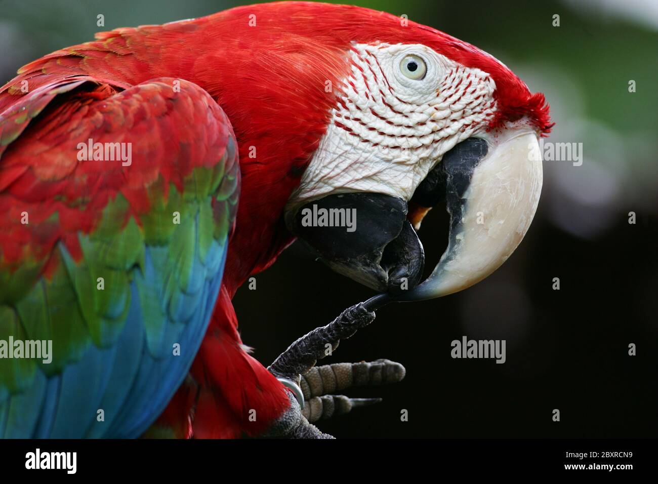 Tropical Macaws Stock Photo