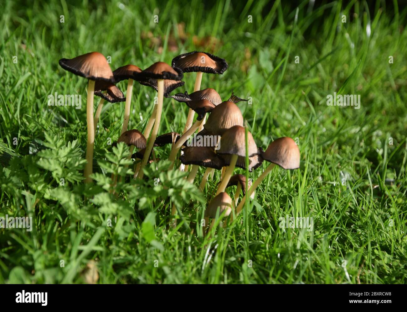 common ink cap fungus Stock Photo