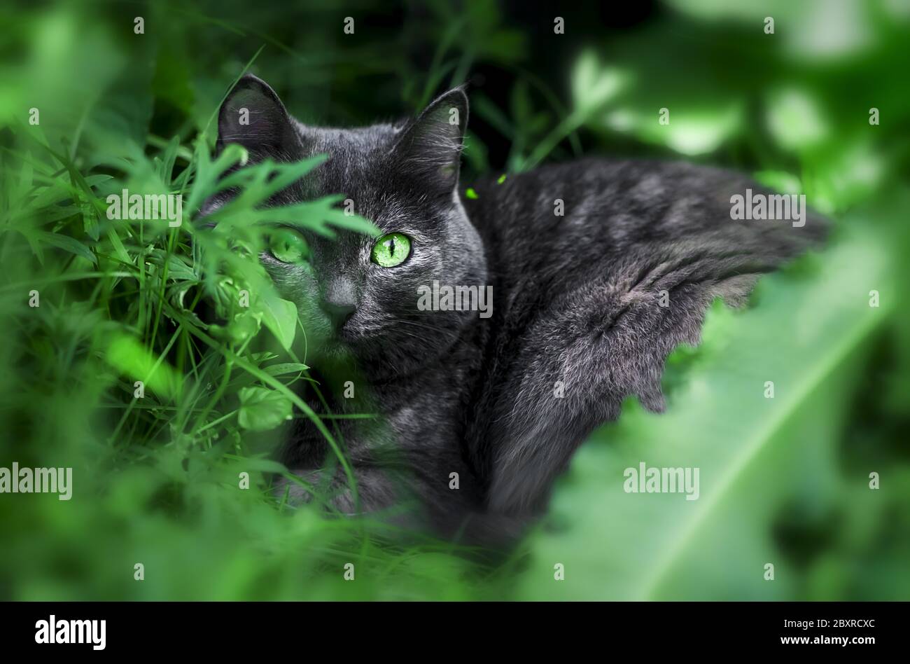 Beautiful dark grey cat with bright green eyes in the grass Stock Photo