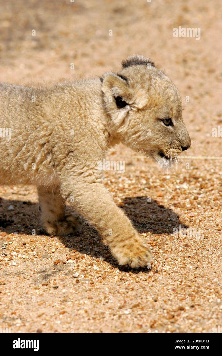 White Lion Cub Stock Photo Alamy