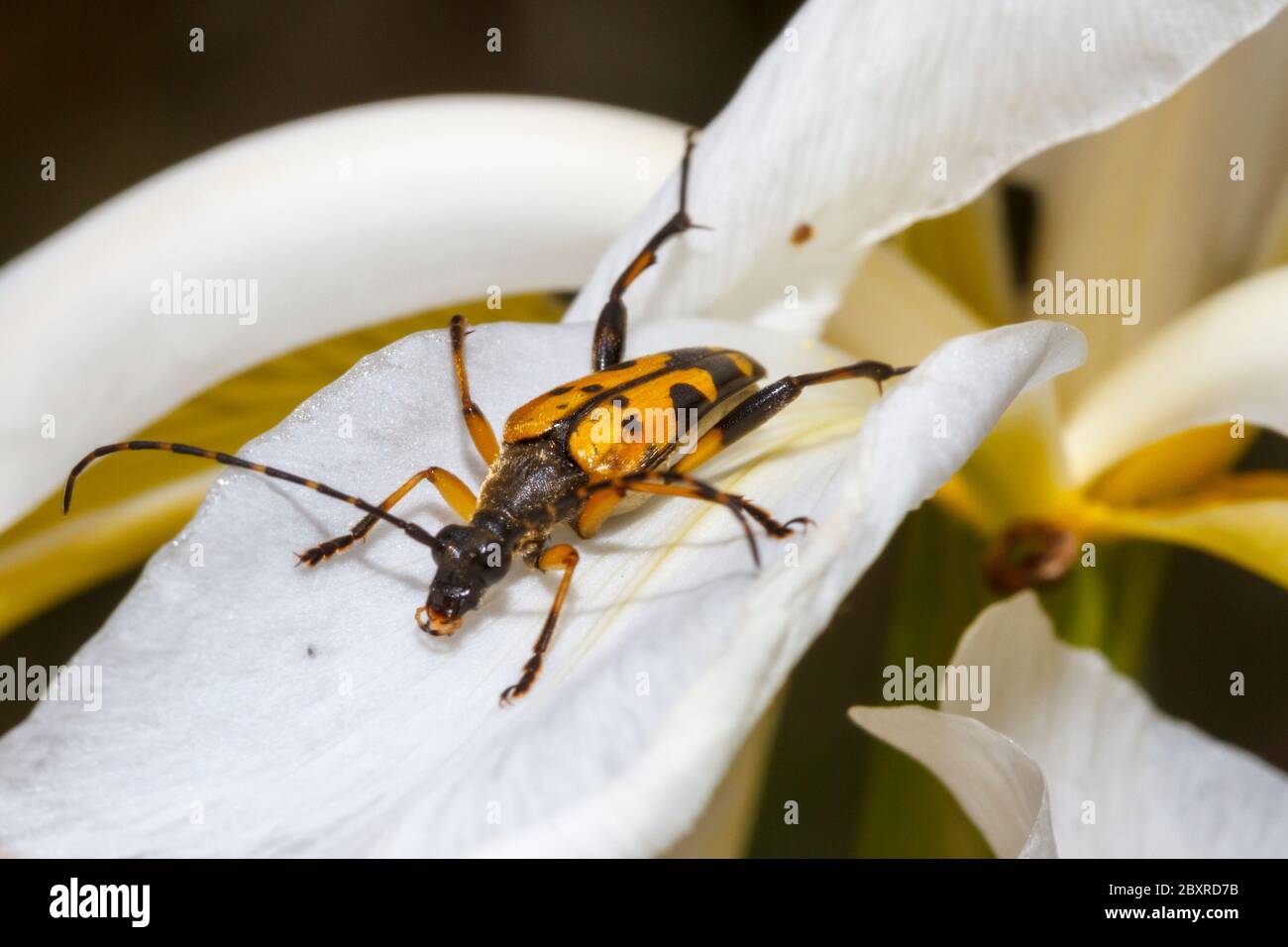 Black and yellow longhorn beetle (Rutpela maculata) on an Iris flower Stock Photo