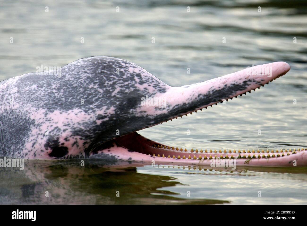 Mammal tongue dolphin tooth head hires stock photography and images