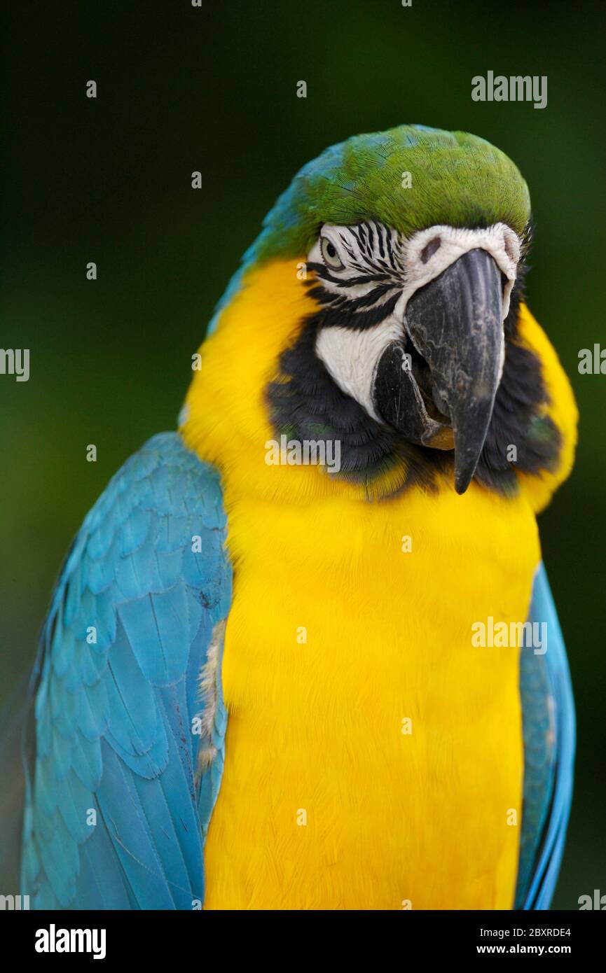 Tropical Macaws Stock Photo