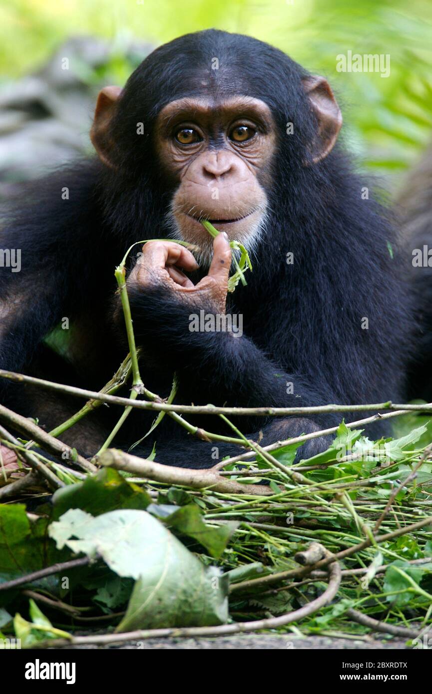 Chimpanzees Stock Photo