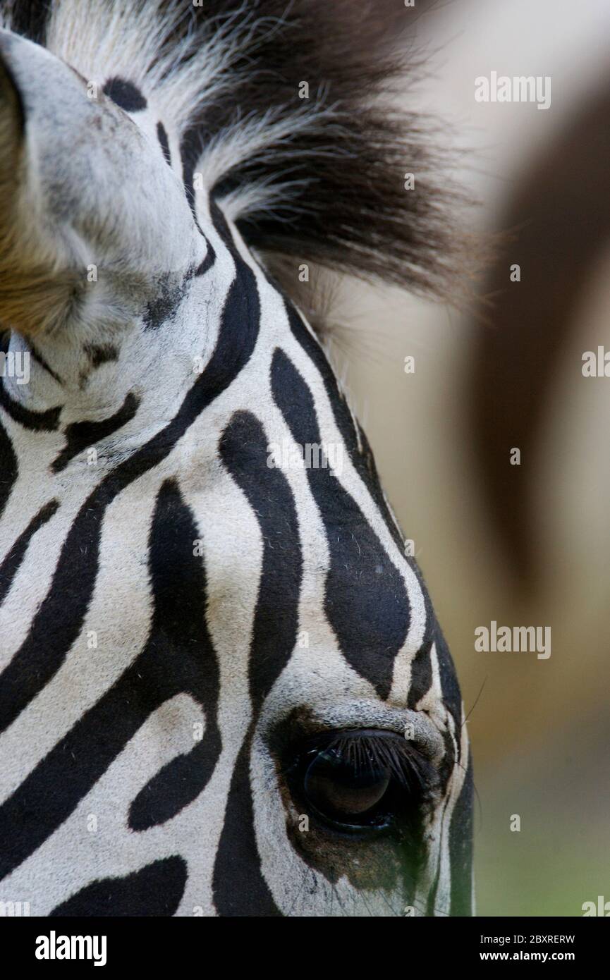 African Zebra Stock Photo
