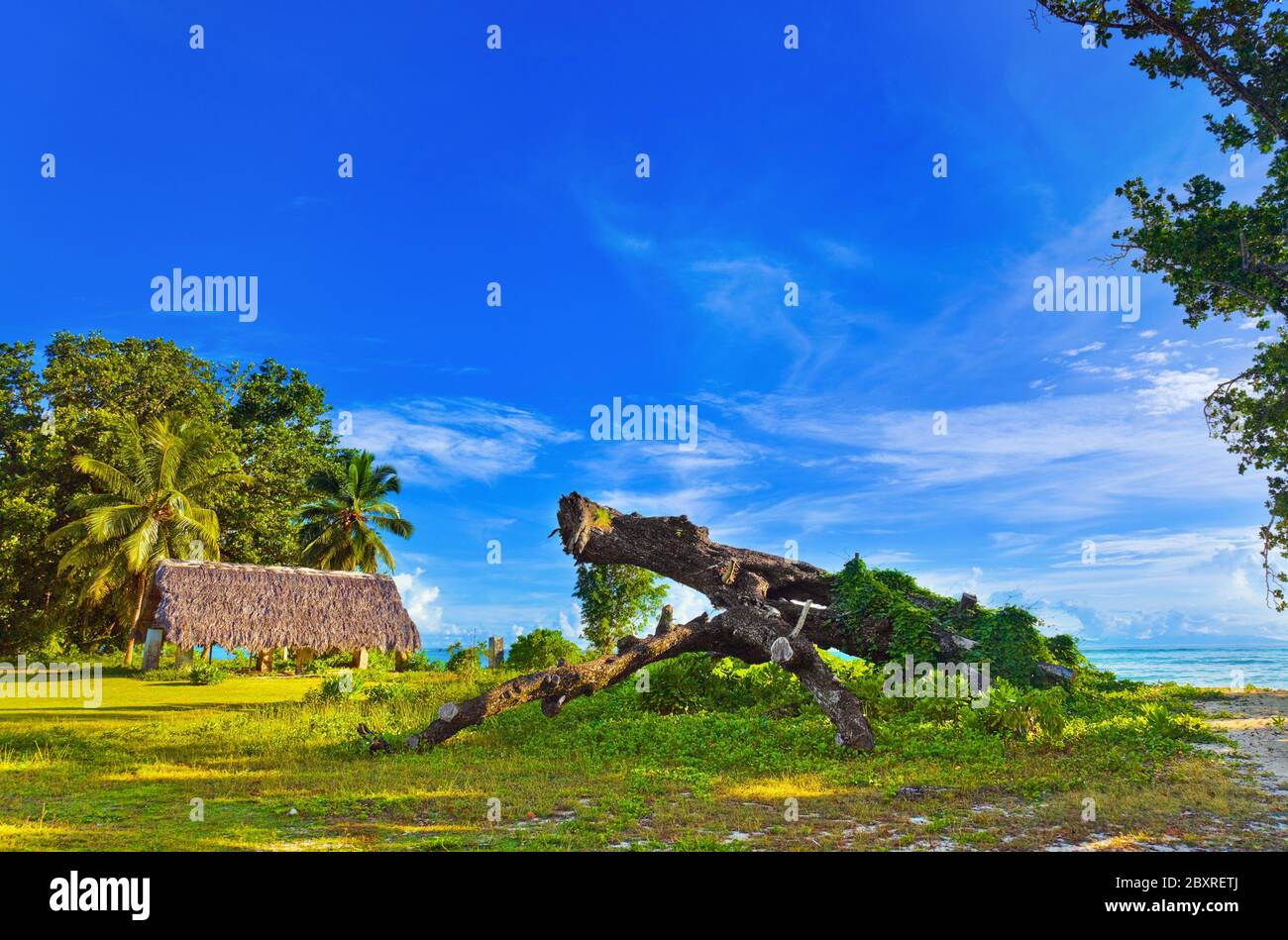Canopy and tree at tropical beach Stock Photo